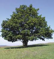 Quercus Robur - English Oak Trees from Heathwood Nurseries